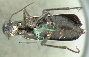 Media type: image;   Entomology 125 Aspect: habitus ventral view